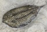 Dalmanites Trilobite Fossil - New York #99030-3